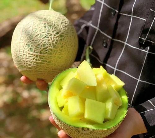 娱乐圈什么真瓜可以吃