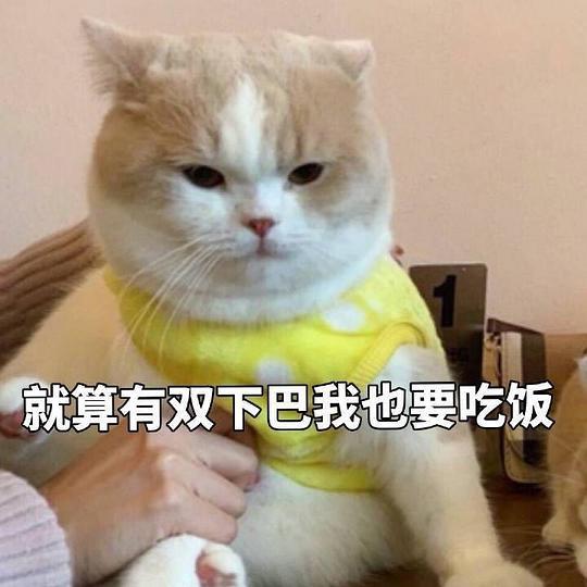 猫吃瓜的表情包,揭秘猫咪的幽默时刻