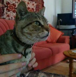 吃瓜娱乐酱流浪猫,吃瓜娱乐酱的温馨守护之旅